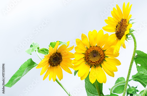 Fototapeta Naklejka Na Ścianę i Meble -  sunflowers on a white background