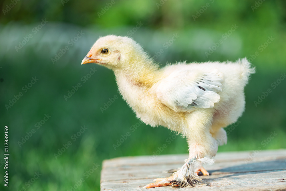 Little chicken in grass Little chicken in grass