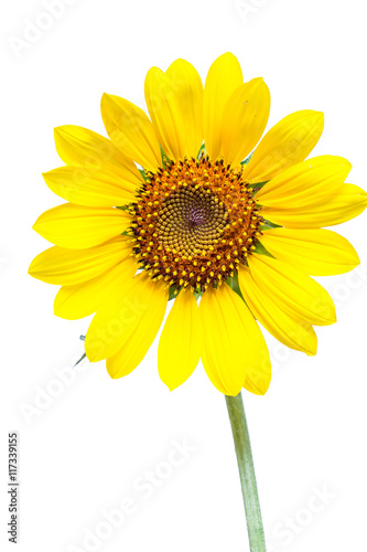 sunflowers on a white background