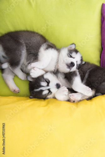 Cute Two siberian husky puppies sleeping in the bed