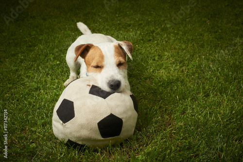 Jack Russell Parson Terrier dog playing with his ball © Petr Bonek