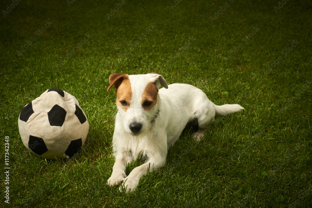 Jack Russell Parson Terrier dog playing with his ball Jack Russell Parson Terrier dog playing with his ball