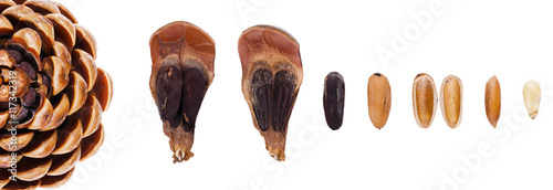 Quadro su tela Geometric stone pine cone in the division Pinophyta contains the reproductive structures