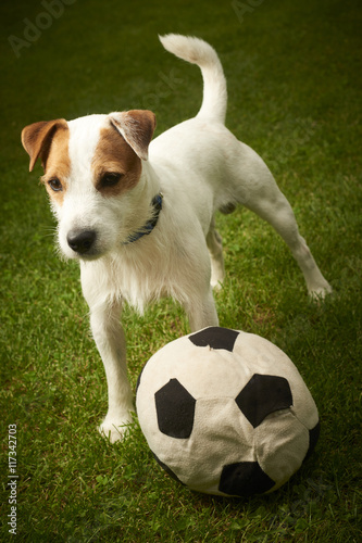 Jack Russell Parson Terrier dog playing with his ball