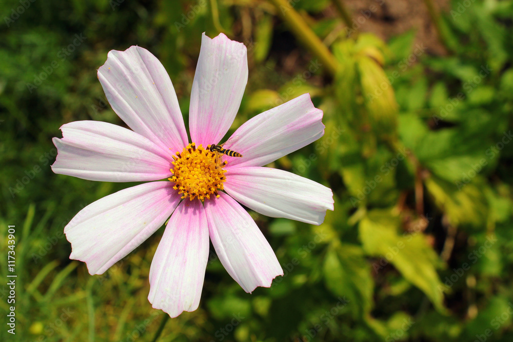 Cosmos flower with little bug Cosmos flower with little bug