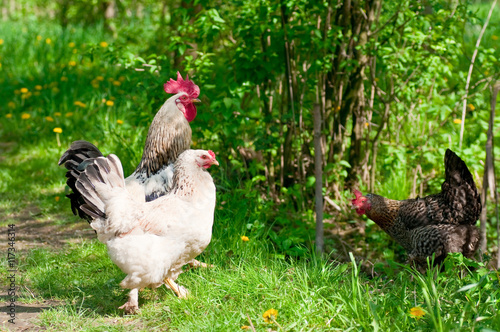 Hens and rooster