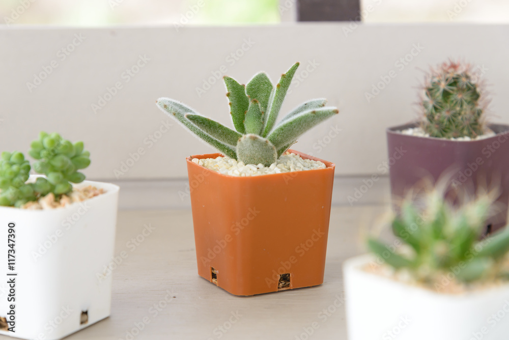 Small cactus plant in flowerpot on wooden table Small cactus plant in flowerpot on wooden table