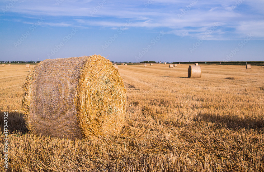 Harvested wheat field