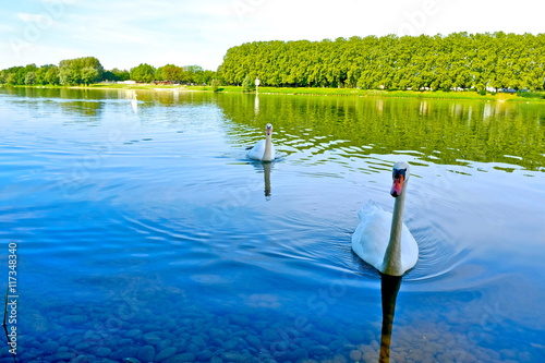 CYGNES SUR RIVIERE SAÖNE 1 photo