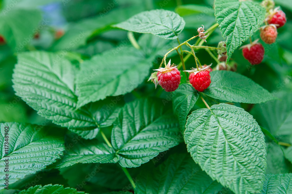 Lots of red ripe raspberries on a bush Lots of red ripe raspberries on a bush