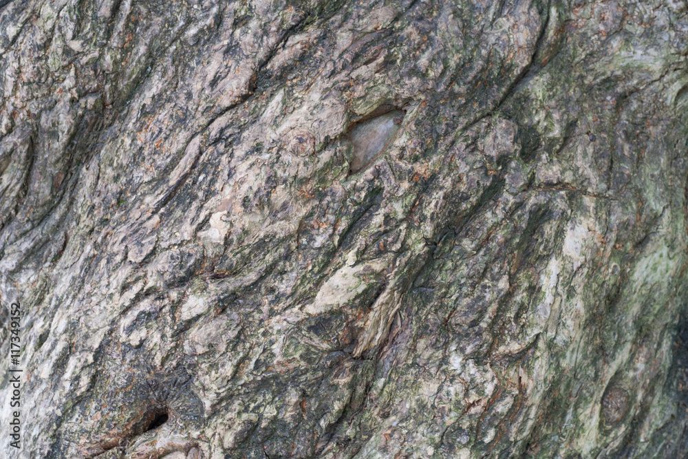 Old tree bark, trunk texture background detail Old tree bark, trunk texture background detail