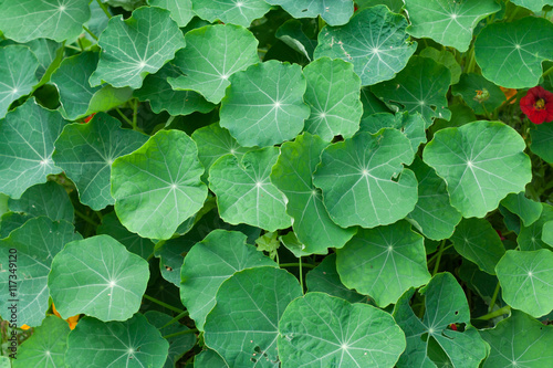 Green nasturtium leaves background