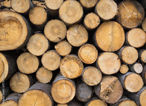 wooden log background