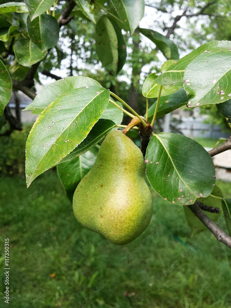 Pear growing on a tree in the garden, closeup 