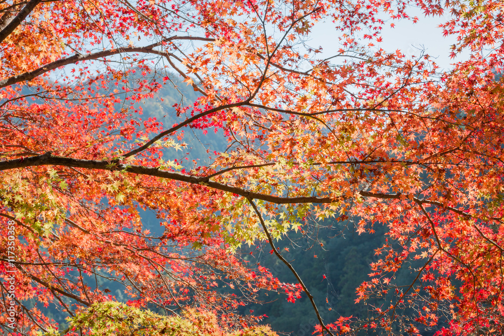 Red maple tree in forest in fall, Beautiful autumn background.