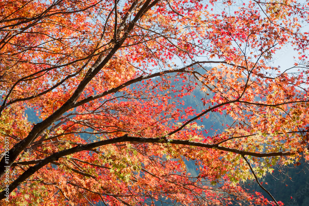 Red maple tree in forest in fall, Beautiful autumn background.