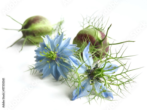Black cumin (Nigella sativa) 