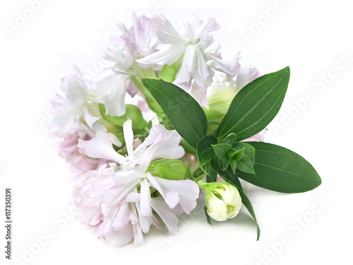 Common soapwort (Saponaria officinalis) photo