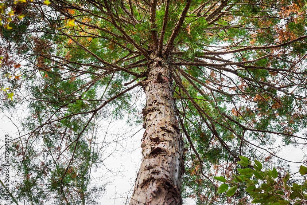 Fototapeta premium Giant tree with bushy branch in forest view from under