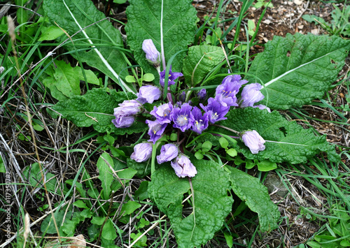 Mandragora (plant genus). Plant with leaves and lilac flowers in nature. Forest flowers background. photo