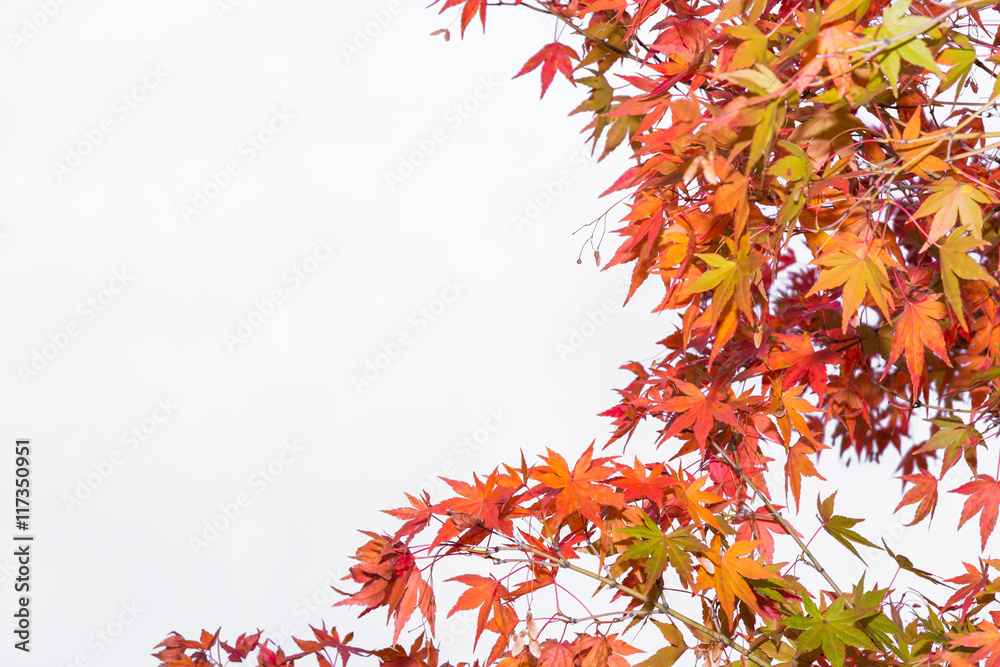Colorful autumn red maple leaf on white background. Colorful autumn red maple leaf on white background.