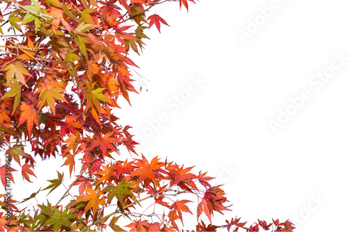 Colorful autumn red maple leaf on white background.
