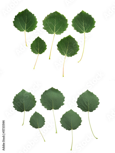 Aspen leaves isolated on white background  upper and downside