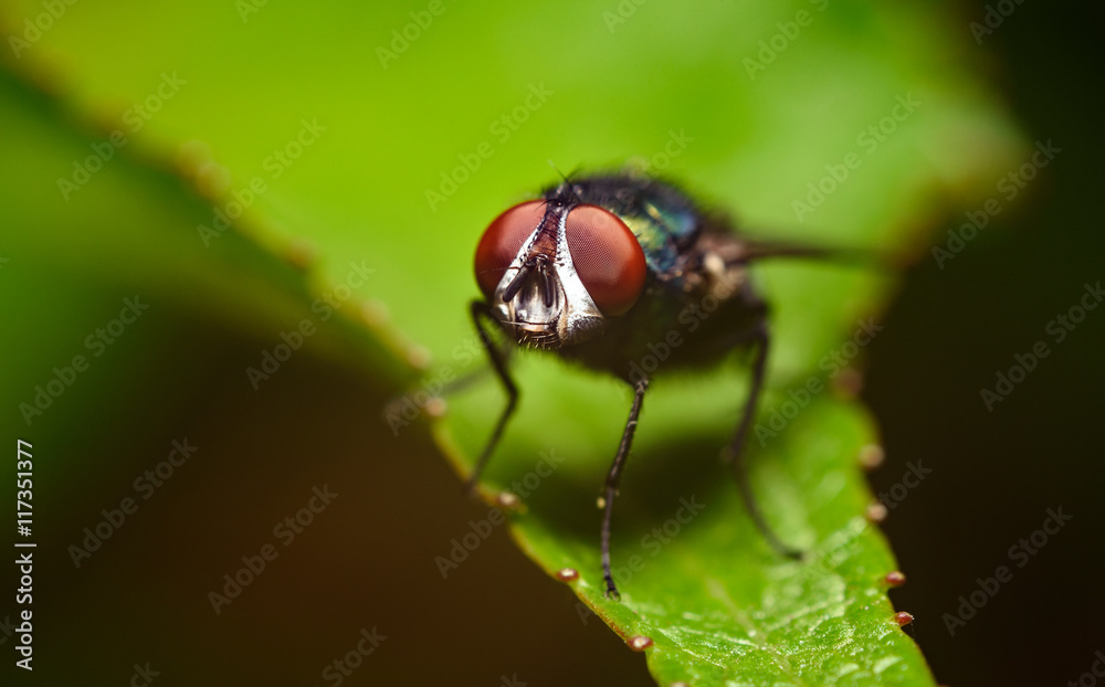 house fly on green leaf macro photography house fly on green leaf macro photography