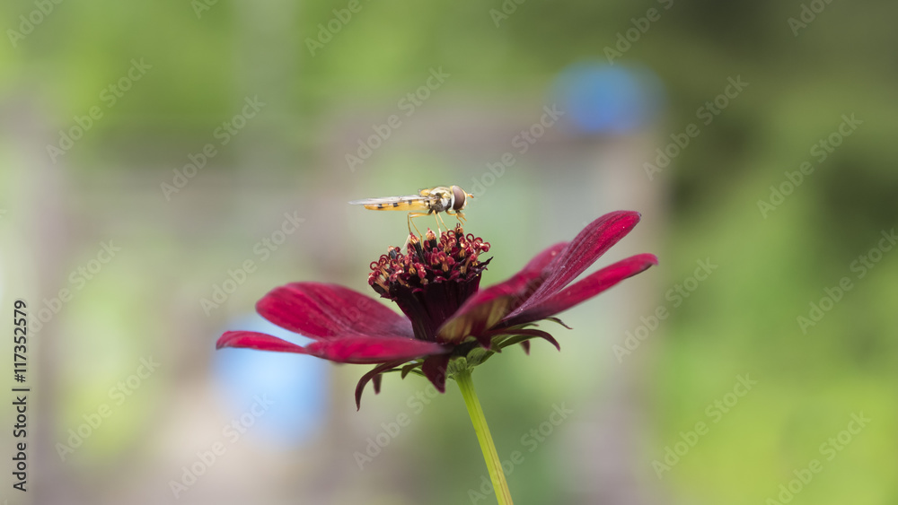 Hoverfly on a flower Hoverfly on a flower