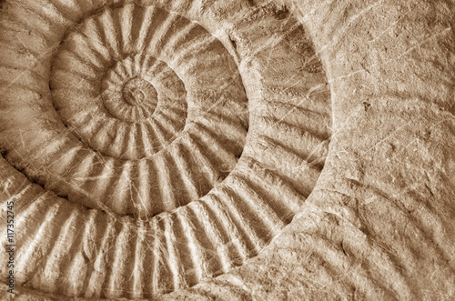ammonite prehistoric fossil photo