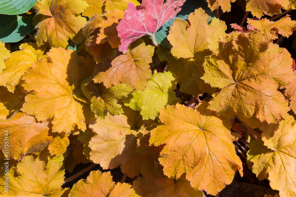 Autumn leaf texture nature background. Autumn leaf texture nature background.