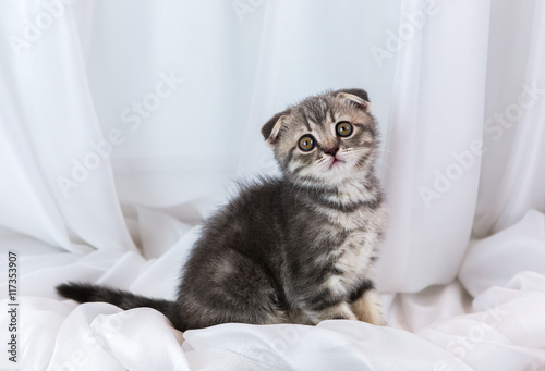Beautiful little tabby kitten on window sill. Scottish Fold breed.