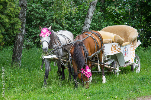 Horse, carriage. In the park. photo