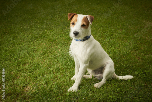 Fotografija Jack Russell Parson Terrier dog sitting on grass lawn