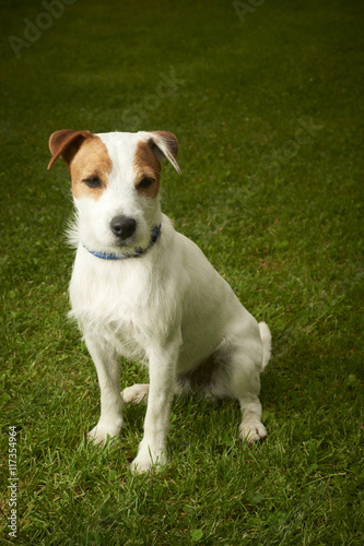 Jack Russell Parson Terrier dog sitting on grass lawn © Petr Bonek