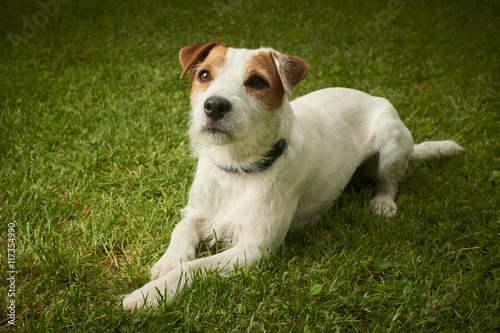 Jack Russell Parson Terrier dog lying on grass lawn © Petr Bonek