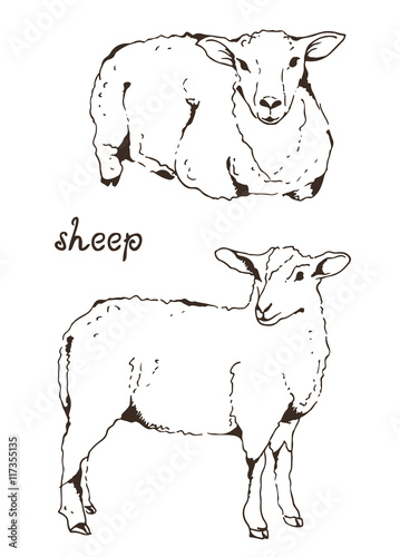 Two sheep with thick fur vector illustration on white background