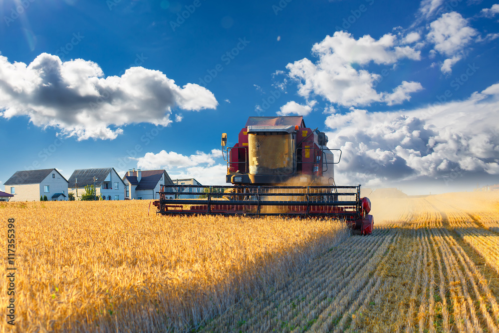Fototapeta premium Combine harvester working