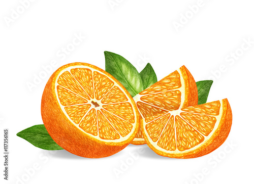 Fototapeta Naklejka Na Ścianę i Meble -  Hand-drawn illustration of orange. Digitally colored.