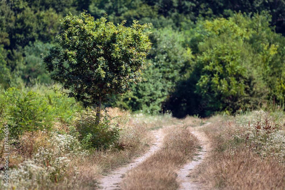 Dirt road through the forest
