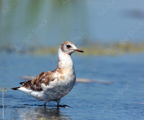 Juvenile seagull on water © Xalanx