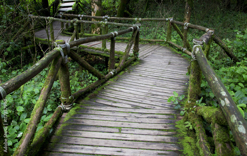 Obraz premium Jungle landscape. Wooden bridge at misty tropical rain forest. Travel background at Doi Inthanon Park, Thailand