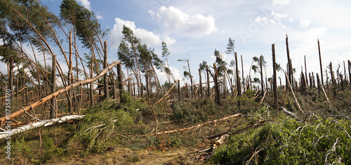 Fototapeta Naklejka Na Ścianę i Meble -  forest storm damage in Poland