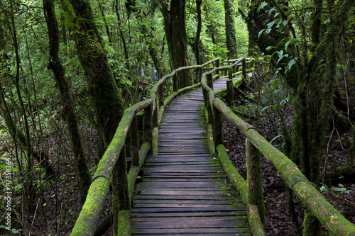 Jungle landscape. Wooden bridge at misty tropical rain forest. Travel background at Doi Inthanon Park, Thailand © Tazzjang