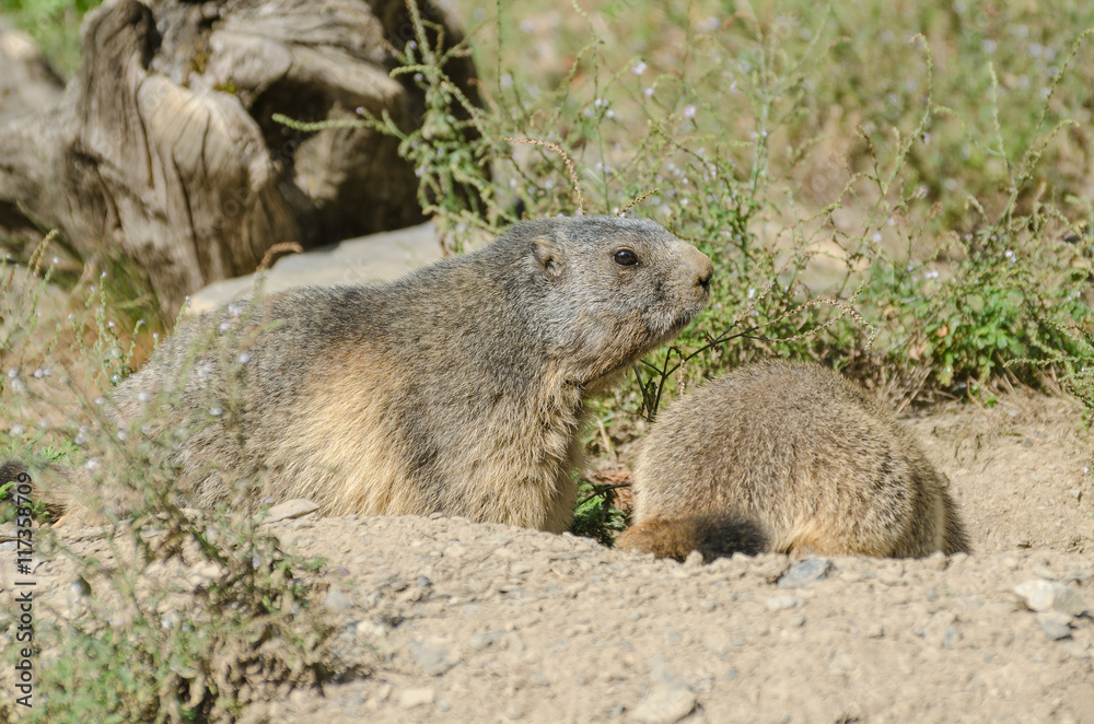 Fototapeta premium Alpine marmots