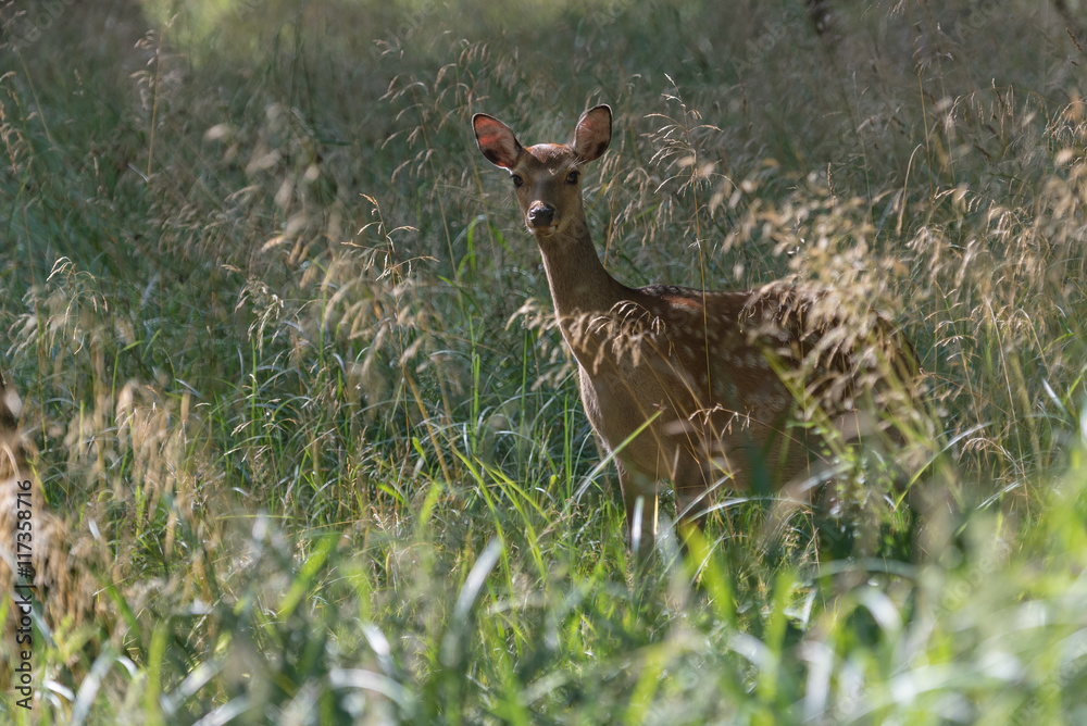 Fototapeta premium A female fallow deer in Jaegersborg Dyrehave