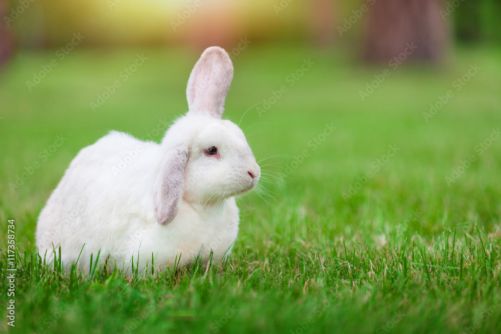 Fototapeta premium Cute white dwarf rabbit with a carrot in grass