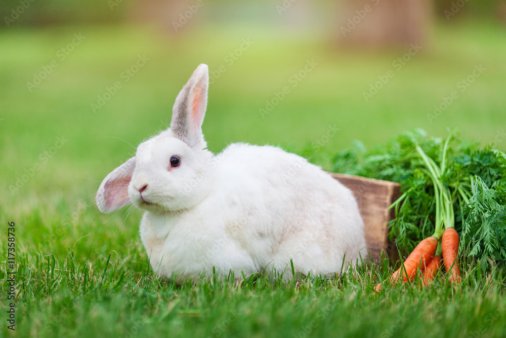 Cute white dwarf rabbit with a carrot in grass Cute white dwarf rabbit with a carrot in grass