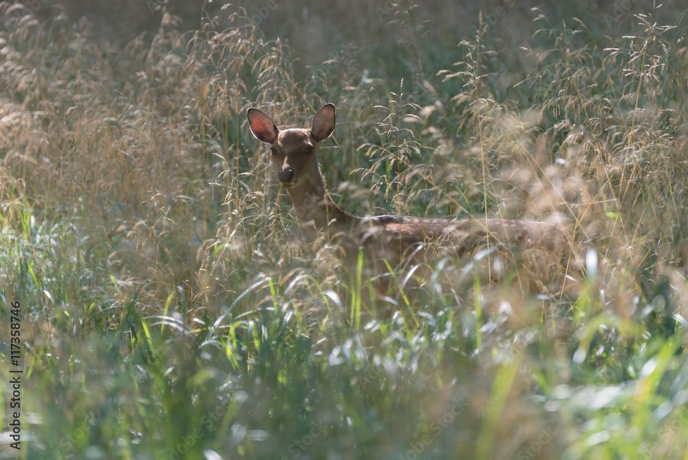 A female fallow deer in Jaegersborg Dyrehave A female fallow deer in Jaegersborg Dyrehave