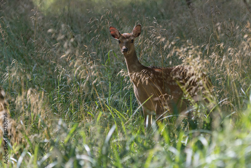 A female fallow deer in Jaegersborg Dyrehave